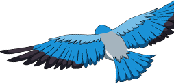 bird